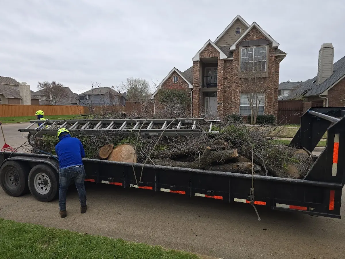 Expert Tree Removal with proper safety equipment in Nulato